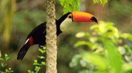 Toco Toucan in the Tropical Forest6505217059 272x150 - Toco Toucan in the Tropical Forest - Tropical, Toucan, Toco, Forest